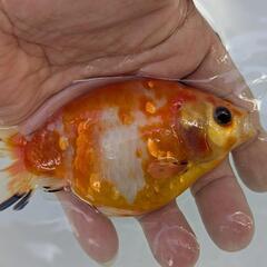 【金魚】🌱らんちゅう２歳🐢①の画像