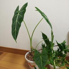観葉植物　アロカシア　ポトス　シンゴニウムの画像