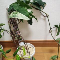 観葉植物　アロカシア　ポトス　シンゴニウムの画像