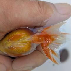 【金魚】🍒らんちゅう２歳🌻②の画像