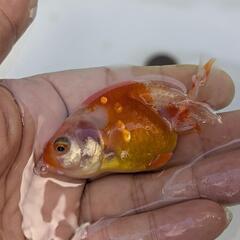 【金魚】🍒らんちゅう２歳🌻②の画像