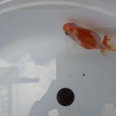 【金魚】🍒らんちゅう２歳🌻②の画像