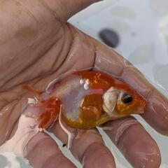 【金魚】🍒らんちゅう２歳🌻②の画像