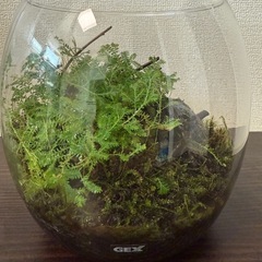 値下げ　GEX ガラスケース　グラスアクア　苔の画像