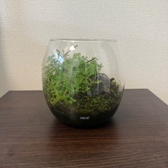値下げ　GEX ガラスケース　グラスアクア　苔の画像