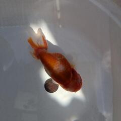 【金魚】❄️らんちゅう２歳🌛③の画像