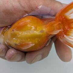 【金魚】❄️らんちゅう２歳🌛③の画像