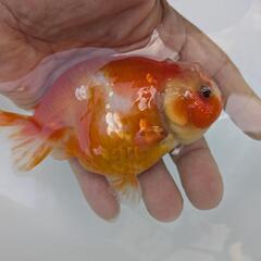 【金魚】❄️らんちゅう２歳🌛③の画像