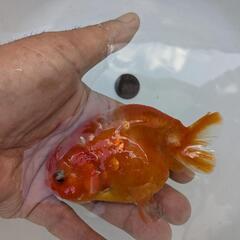 【金魚】❄️らんちゅう２歳🌛③の画像