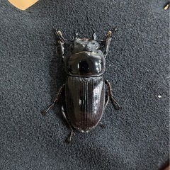 【国産オオクワガタ7】アンバランス アブレイズペア ♂74mm 顎幅5.9mm ♀46mm 新成虫 国極太血統の画像