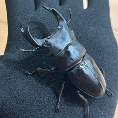 【国産オオクワガタ7】アンバランス アブレイズペア ♂74mm 顎幅5.9mm ♀46mm 新成虫 国極太血統の画像