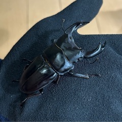 【国産オオクワガタ7】アンバランス アブレイズペア ♂74mm 顎幅5.9mm ♀46mm 新成虫 国極太血統の画像