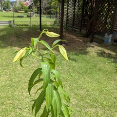 カサブランカ鉢植え①　4輪の画像