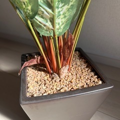 【引き取りに来て下さる方】ニトリ 観葉植物の画像