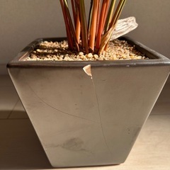 【引き取りに来て下さる方】ニトリ 観葉植物の画像