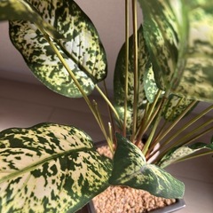 【引き取りに来て下さる方】ニトリ 観葉植物の画像