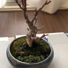 【ミニ盆栽4点セット】※枯れていますの画像