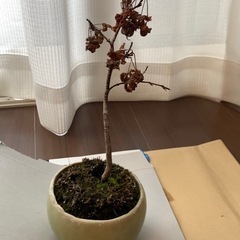 【ミニ盆栽4点セット】※枯れていますの画像