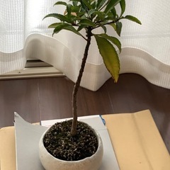 【ミニ盆栽4点セット】※枯れていますの画像