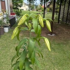 カサブランカ鉢植え②　6輪の画像