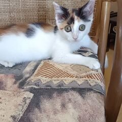 2ケ月！人懐っこい甘えん坊！メス三毛子猫ちゃん