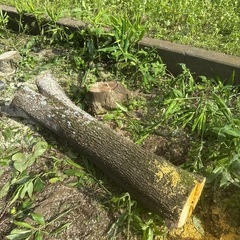 柿の木の画像