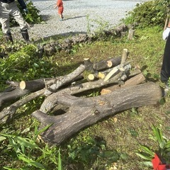 柿の木の画像
