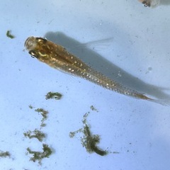 めだか7匹セット🐟 この夏生まれたて！忘却の翼の画像