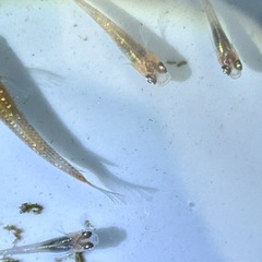 めだか7匹セット🐟 この夏生まれたて！忘却の翼の画像