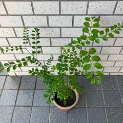 ⑤ シマトネリコの画像