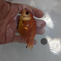 【金魚】⭐らんちゅう２歳🐣⑤の画像