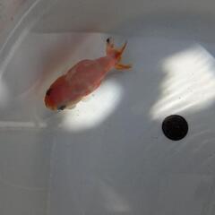 【金魚】⭐らんちゅう２歳🐣⑤の画像