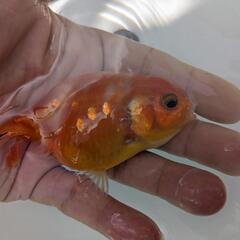 【金魚】⭐らんちゅう２歳🐣⑤の画像