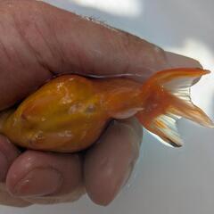【金魚】⭐らんちゅう２歳🐣⑤の画像
