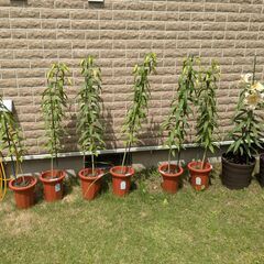 カサブランカ鉢植え③　6輪の画像
