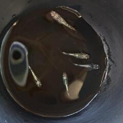改良メダカ　レックウザ　若魚2ペアの画像