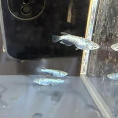 改良メダカ　レックウザ　若魚2ペアの画像