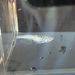 改良メダカ　レックウザ　若魚2ペアの画像