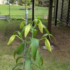 カサブランカ鉢植え③　6輪の画像