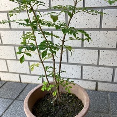 ⑤ シマトネリコの画像