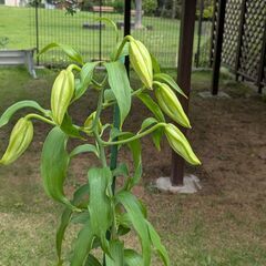 カサブランカ鉢植え④　6輪の画像