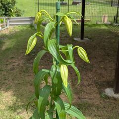 カサブランカ鉢植え⑤　6輪の画像