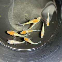 改良メダカ　ダイアナ　若魚２ペア　の画像