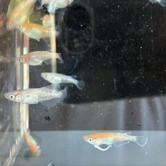 改良メダカ　ダイアナ　若魚２ペア　の画像