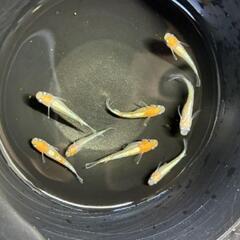 改良メダカ　ダイアナ　若魚２ペア　の画像