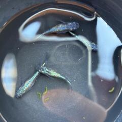 改良メダカ　ネプチューン　若魚２ペアの画像
