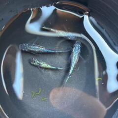 改良メダカ　ネプチューン　若魚２ペアの画像