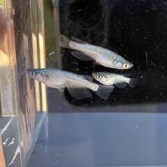 改良メダカ　ネプチューン　若魚２ペアの画像