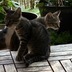 ランキングキーワードに紐づく投稿画像-子猫