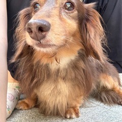 カニンヘンダックスフンド大人しい子